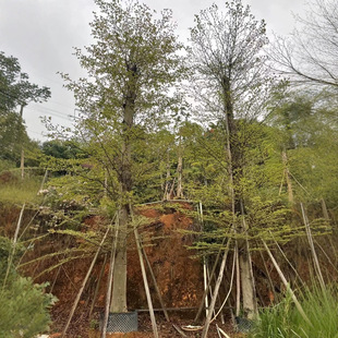 Terminalia Aralioides Saplings, Umbrella Trees, Landscaping Trees, Terminalia Aralioides Large Trees, Courtyard Municipal Evergreen Plants, and Trees