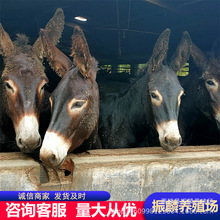 德州驴多少一头 肉驴苗 德州驴 乌头驴 农村养殖小驴崽