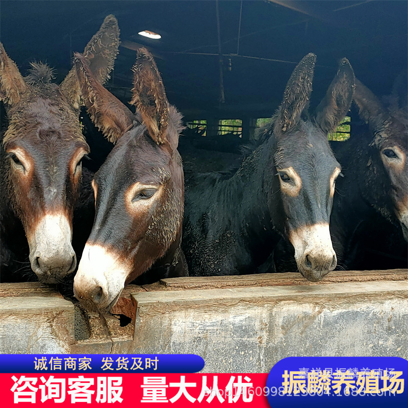德州驴多少一头 肉驴苗 德州驴 乌头驴 农村养殖小驴崽