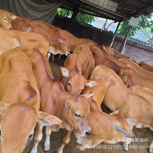 ��ţ�كr�������Sţ����һ�^�����Sţ��Ԫ�s��ţ6-����ţ