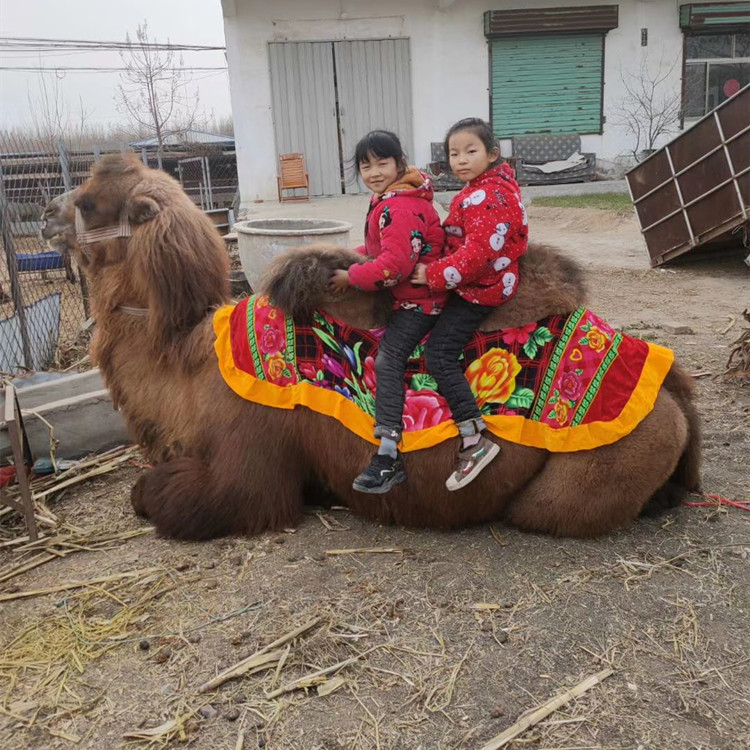 双峰骆驼在内蒙什么地方有养殖场 3年的骆驼多少钱一头 骆驼肉