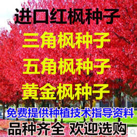 批发美国红枫种子秋火焰种子四季红日本红枫种子黄金枫种子