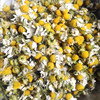 wholesale bulk Chamomile 2023 Chamomile Dried flowers Chamomile Petal Base Supplying