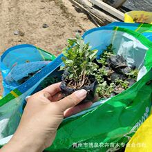 ˮ��ֲ���޸�����ǧ���˲ݻ� ���ݻ��ܻ��غӵ������ ǧ��������