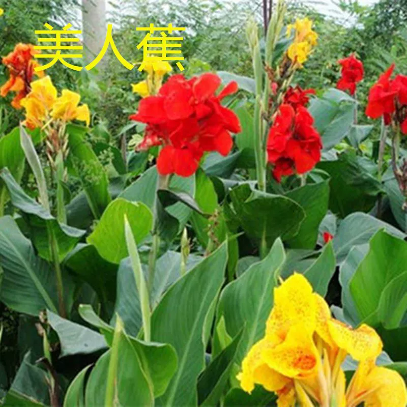 Рассада водных цветов канн, плавучие островные растения, четырёхсезонные многолетние цветочные горшки, ландшафтный дизайн мокрых мест на открытом воздухе