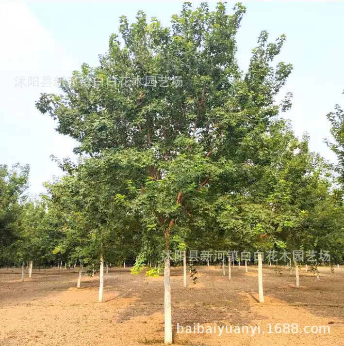 Пятиконечные кленовые саженцы, слитки, кленовые саженцы, садовые зеленые цветочные саженцы, растения во дворе, цветочные пейзажные растения, пятиконечные саженцы из клена