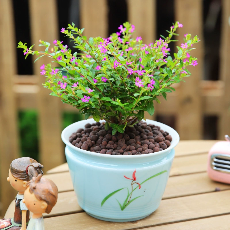 Гипсофила Горшечное растение с бутоном настоящий цветок с цветком маленькое Горшечное цветочное растение рассада крытый балкон Цветение Four Seasons