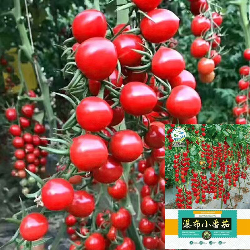 Waterfall Cherry Tomato Seeds, Red, Yellow, Black, Pearl, Purple, Large Tomatoes, Millennium Garden Waterfall Tomatoes