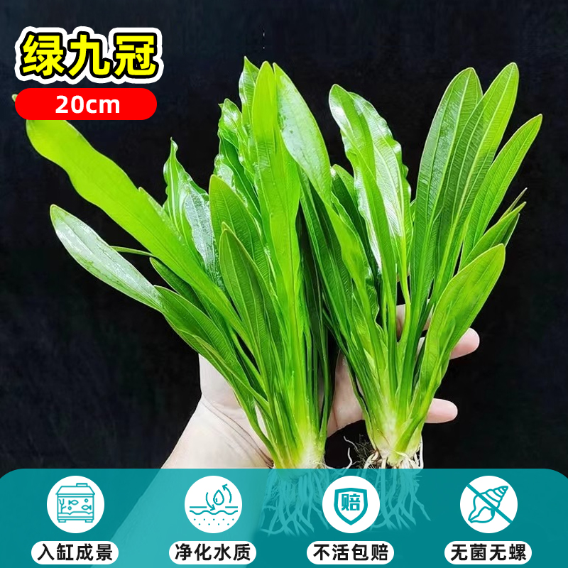 20cm 그린 나인 크라운 1개 [바닥 모래 필요]