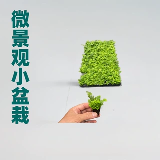 微景观狼尾蕨密叶水培蕨类植物耐阴客厅室内外垂吊好养活四季常绿