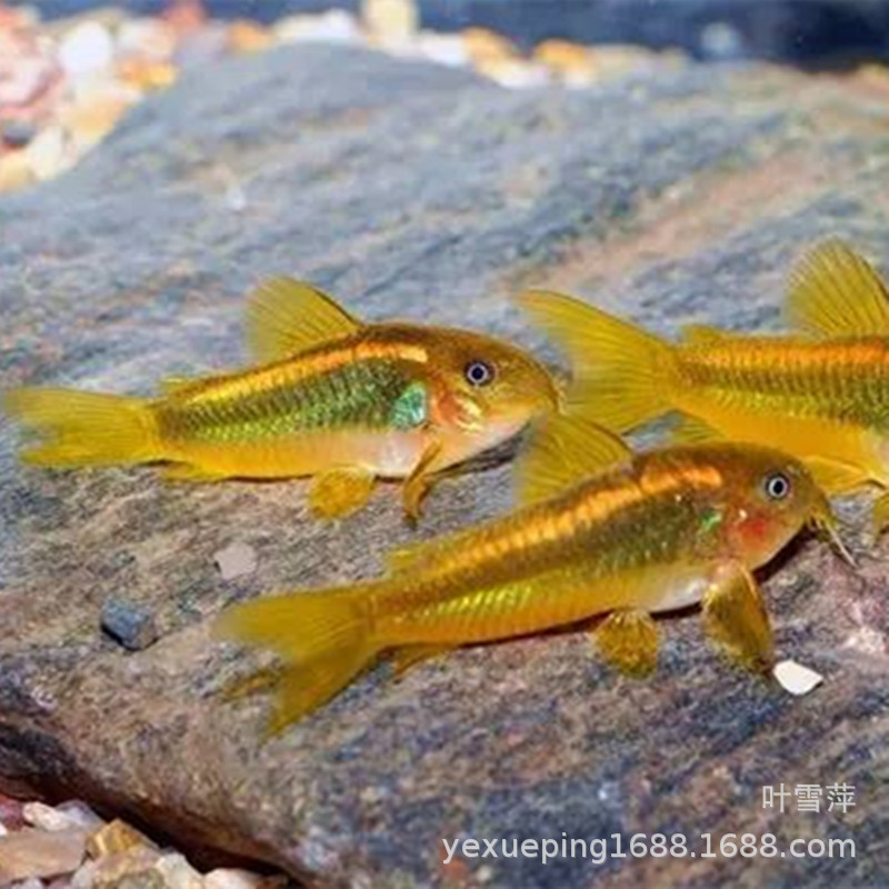 Golden line Golden Rat Live Mouse Fish Low Freshwater Cleaning Algae…