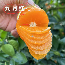 宜昌九月红橙秭归脐橙斤整箱当季新鲜甜橙子果冻橙柑橘大中水果