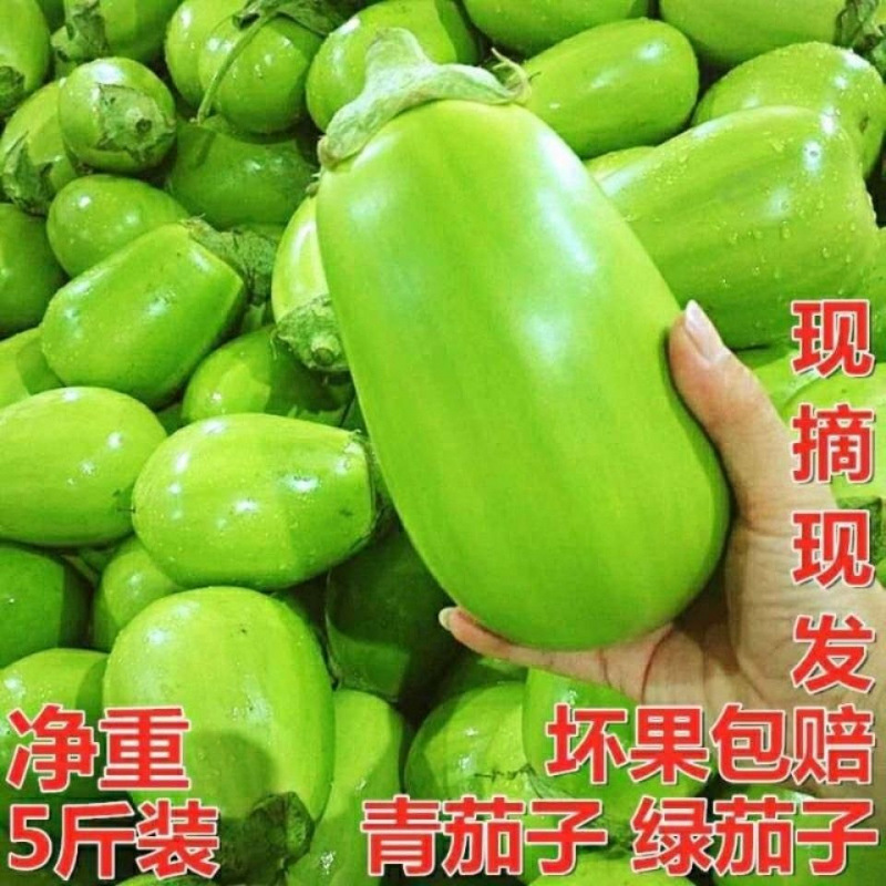 河南新鲜绿茄子农家自种蔬菜现摘现发1斤3斤5斤青茄子亚马逊包邮