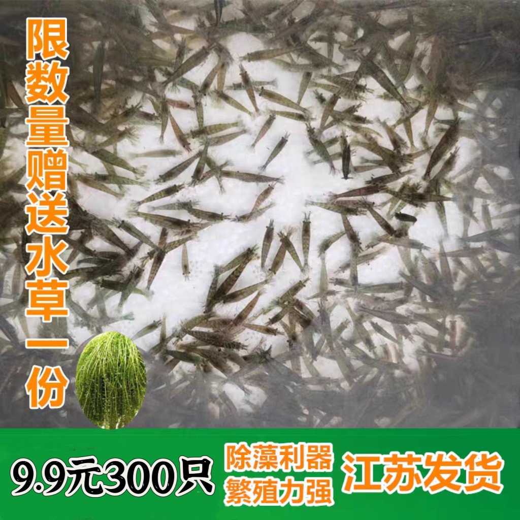 黑壳虾除藻淡水活体宠物水草清洁饲料工具鱼缸小草缸造景观赏虾粮