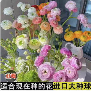Ranunculus Bulbs, Peony Bulbs, Double-Petaled Celery Leaf Peonies, Easy-To-Grow and Easy-To-Live Plants in All Seasons, Potted Flower Seedlings