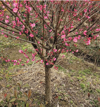 һ�����lԭ���ͺ�����t÷������������Ե����ļ��҃����辰�Ϙ�