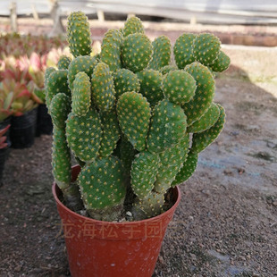 Succulent Plant Base Wholesale Yellow Palm Cactus with Soil and Pot Flower Potted Green Plant Gardening Seedlings