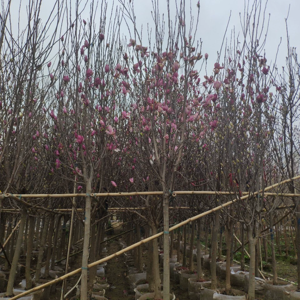 Поставка фиолетовой магнолии 5-6 см мешок саженцев привитый красный белый магнолия магнолия