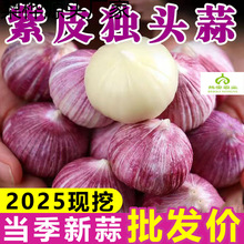 2025年独头蒜紫皮红皮新鲜大蒜头批发农家独蒜现挖湿蒜新蒜
