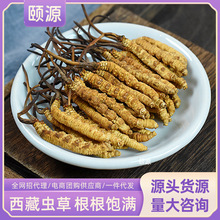 西藏头期冻干冬虫夏草 高海拔足干虫草整条无断草全规格工厂批发