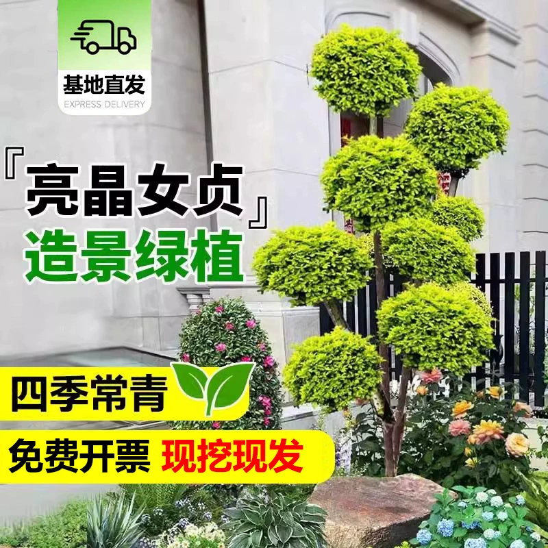 Малолистное дерево в форме лигустра, ландшафт в форме двора, вечнозеленый бонсай, посаженный на земле, многоголовый лигустр, зеленое растение