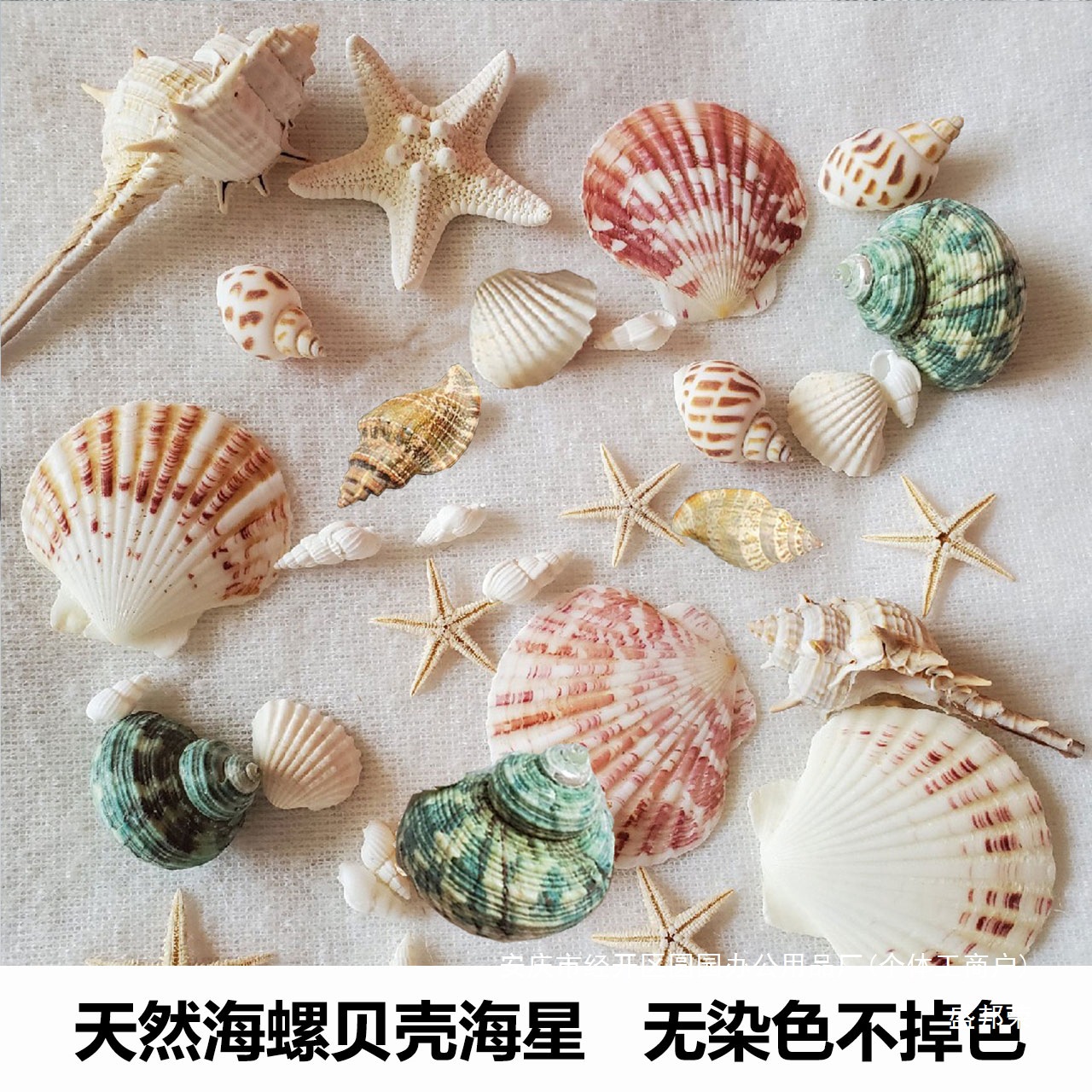 海星海螺壳相框海螺幼儿园天然贝壳贝壳壳海胆大手工鱼缸造景