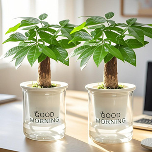 Money Tree Small Potted Indoor Plant Living Room Absorbs Formaldehyde and Purifies the Air Office Flower Desktop Green Plant Easy to Maintain