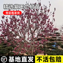 一件代发耐寒紫玉兰树苗庭院彩色植物红白黄玉兰花卉盆栽玉兰树绿