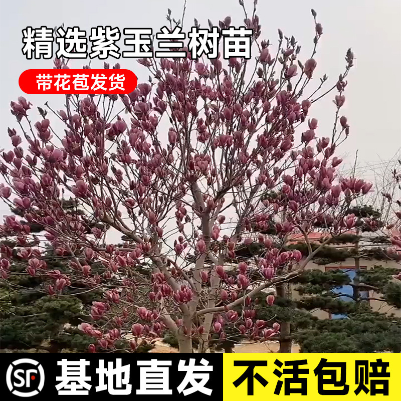 一件代发耐寒紫玉兰树苗庭院彩色植物红白黄玉兰花卉盆栽玉兰树绿