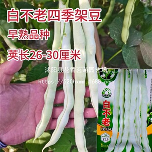 �t��ܶ���������̫�՟o��ܶ���ɏ303������߲˷N�Ӹ߮a����