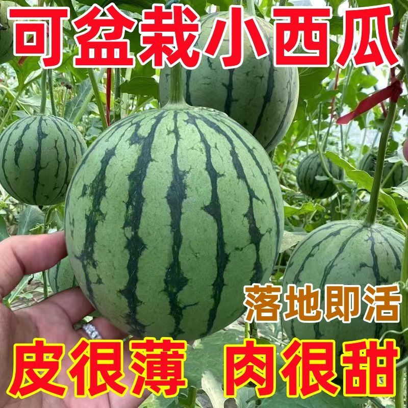 Potted Kiwi Watermelon Seeds, Red Jade Seedless Seeds for Year-Round Planting on Balconies and in Gardens, Super Sweet Thin-Skinned Small Watermelon Seeds