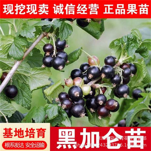 Blackcurrant Saplings Potted Ground Planting Year Results Jiabao Fruit Lantern Fruit Red Currant Cold-Resistant Tree Grape Fruit Tree Pot