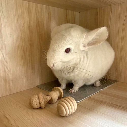 Waldorf open small building blocks hamster grinding teeth and chewing simulation toys natural beech wood paint-free environmentally friendly wooden ornaments