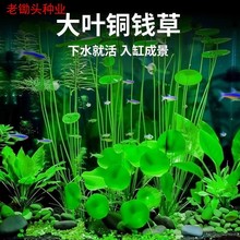 �~�X����ؔˮ��ֲ���k�����������Խ��X��ˮ��ľGֲ�������ˮ��