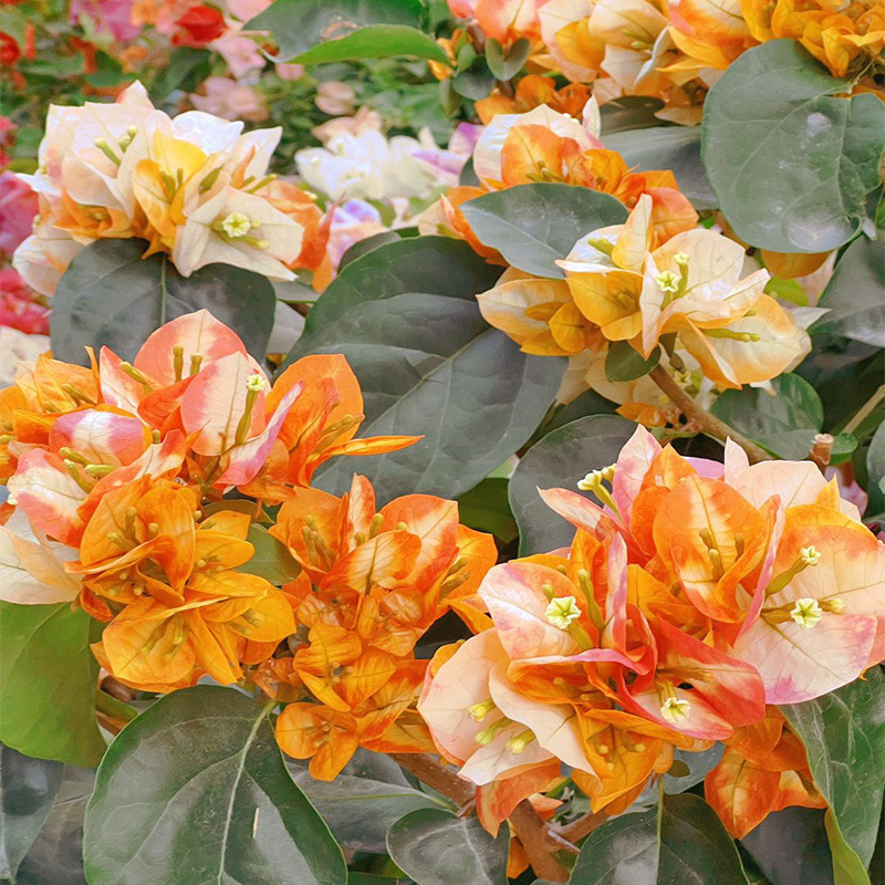 신제품 추천 (버라이어티 피닉스)