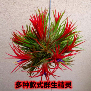 �՚��P����^Ⱥ�`���˟o��ֲ���҃�����ȩ�Gֲ���Կ�