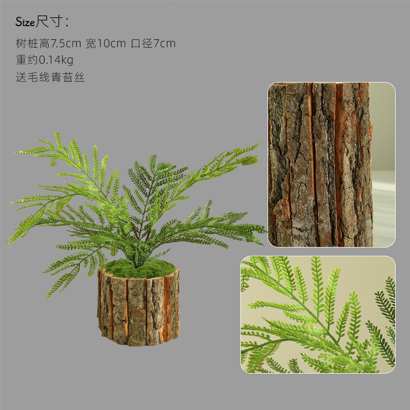 나무껍질 화분 - 미모사 포함 높이 7.5cm