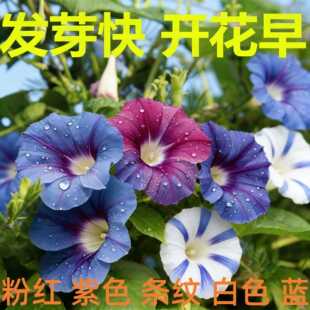 ��ɫ��ţ���N���������Ȼ��N������h���̨�����ļ��׷N����