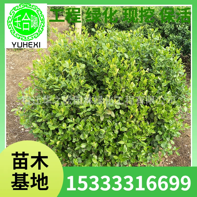 Шары из самшита, высококачественные шары из самшита, вечнозеленые растения для любого времени года, инженерный ландшафтный дизайн, полная спецификация поставки с базы.