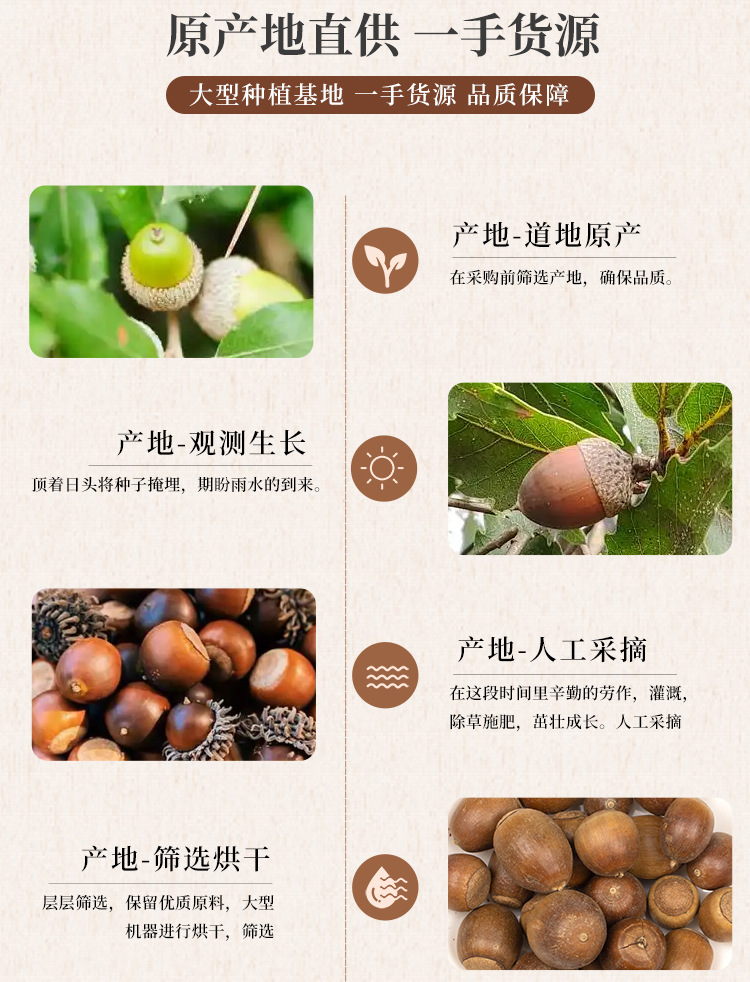 Dried Acorn Kernels Xiangzi Whole Form Natural Craft and Food Ingredient 500g quality and texture