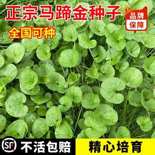 �²��R���ݷN�� �l ��ƺ�N�Ӳ��� �R���e�����X�� �~�X�ݷN��