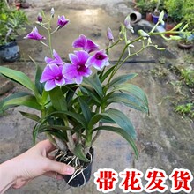 ʯ���m�����Ԏ����҃��k�����_����ˮʯ���m���B���ˮ��ֲ��