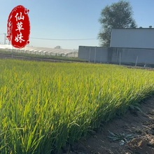 �޸������Rɏ�R�m�繤�̾G���û��R�m������ͥԺ�^�pֲ���R�m����