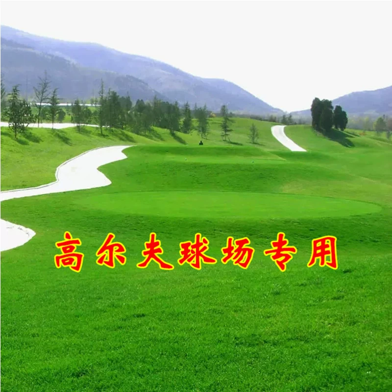 Ползучая стрижка Семена травы Низкое поле для гольфа Вилла Двор Озеленение Вечнозеленые семена лужайки