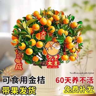 ��ۘ�������Ԏ�����ʳ�ô�Ƥ���ӹ����ļ����B�҃���͏d�Gֲ��