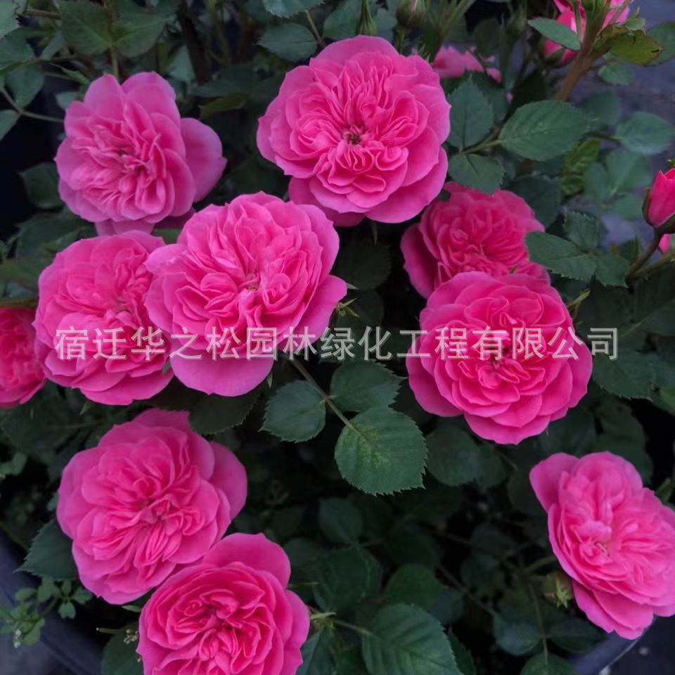 318082e589cefe3d4e56e99567df2f