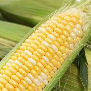 爆汁水果玉米_1688夏季时令鲜食