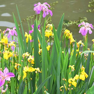 Purple Flower Iris Cold-Resistant Perennial Ground Cover Grass Flower Courtyard House Garden Road Park Perennial Blue Flower Iris Seedlings