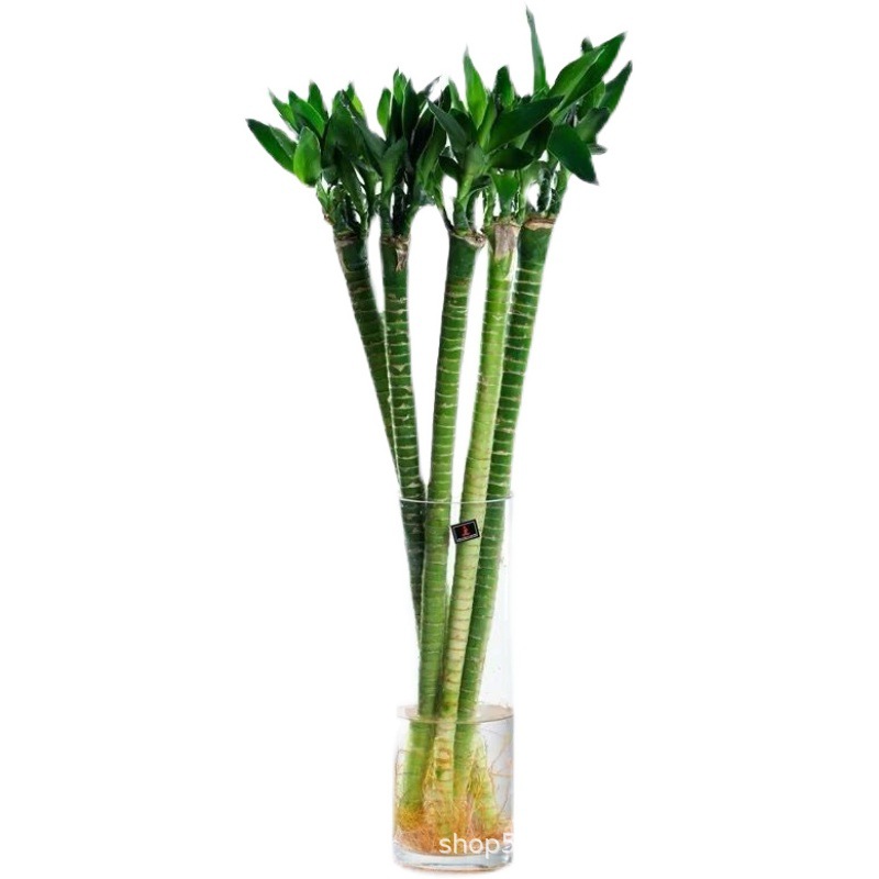 O1CN01j24dHN1kc1MQJrWzu_!!2254