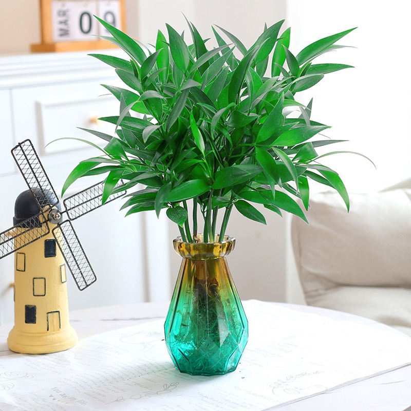 모기퇴치대나무, 편백나무 10그루(그린 컬러 다이아몬드병) + 크리스탈 머드 + 영양액